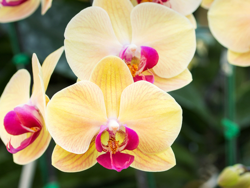St. Lucia (Castries) cariobelle batik Tour Tickets