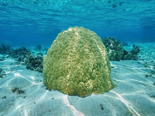 St. Lucia (Castries) Pigeon Beach Snorkeling Shore Excursion Reviews