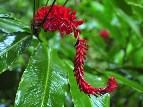 St. Lucia (Castries) cariobelle batik Cruise Excursion Reservations