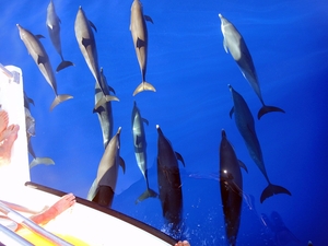 St. Lucia Premium Dolphin and Whale Watching Excursion