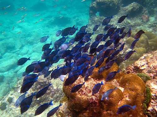 St. Thomas Friends Sail Shore Excursion Booking