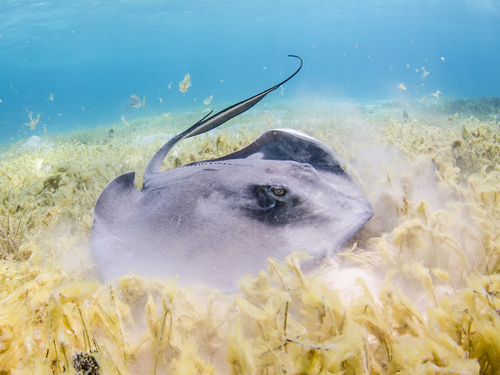Grand Cayman  Cayman Islands snorkel Shore Excursion Tickets