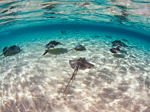 Grand Cayman  Cayman Islands southern stingray Cruise Excursion Reservations