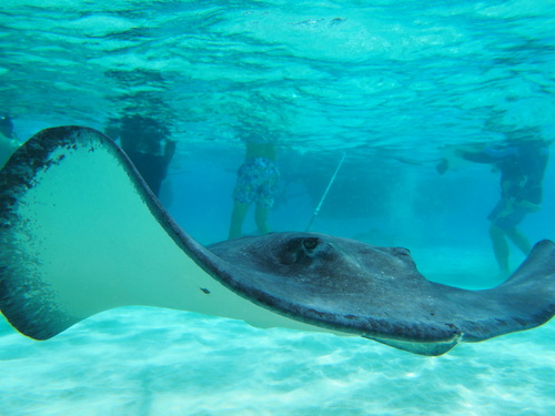 Grand Cayman stingray city Cruise Excursion Tickets