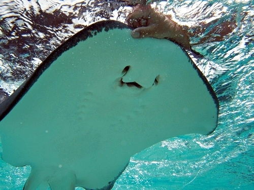 Cayman Islands swim with stingrays Trip Prices