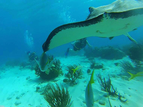 Grand Cayman snorkeling Excursion Reservations