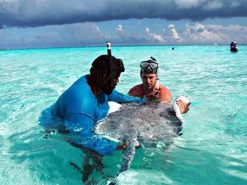 Grand Cayman swim with stingrays Cruise Excursion Reservations