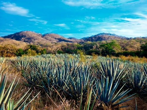 Mazatlan (Mexican Riviera) Tequila de Agave Shore Excursion Booking