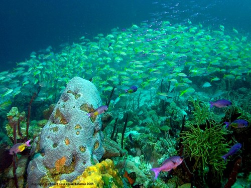Nassau snuba diving Excursion Tickets
