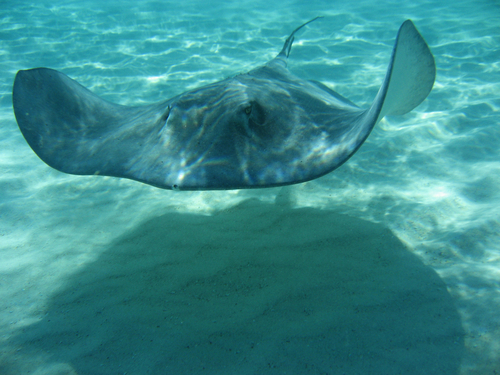 Grand Cayman stingray encounter Cruise Excursion Tickets
