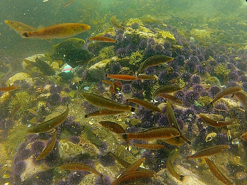 Ensenada  Mexico tropical fish Reviews