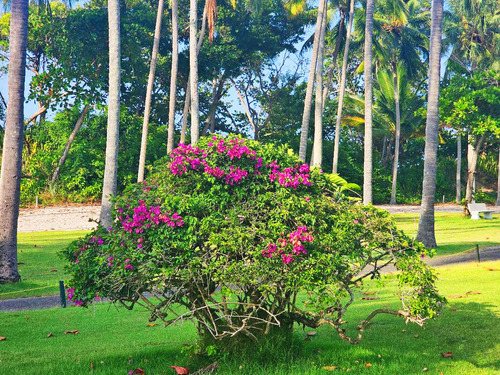 Taino Bay Playa Dorada Blue Jack Tar Resort Day Pass