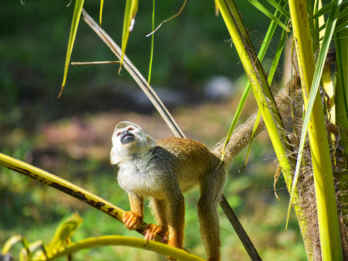 Taino Bay Squirrel Monkey Encounter and Horseback Riding Excursion