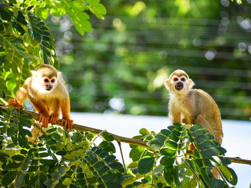 Taino Bay Squirrel Monkey Encounter and Lunch Excursion