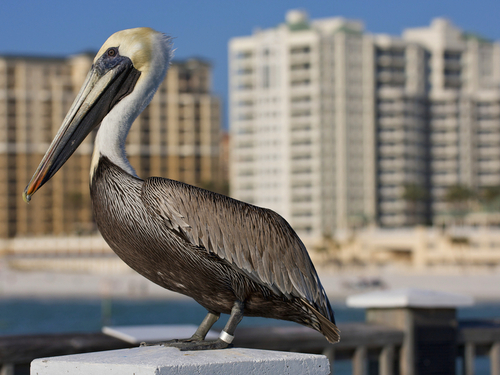 Tampa sightseeing cruise Tour Reservations