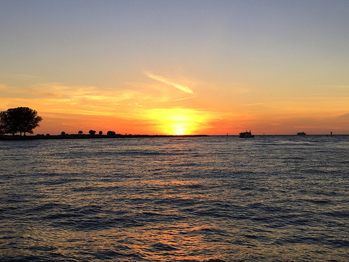 Tampa wild dolphins Shore Excursion Tickets