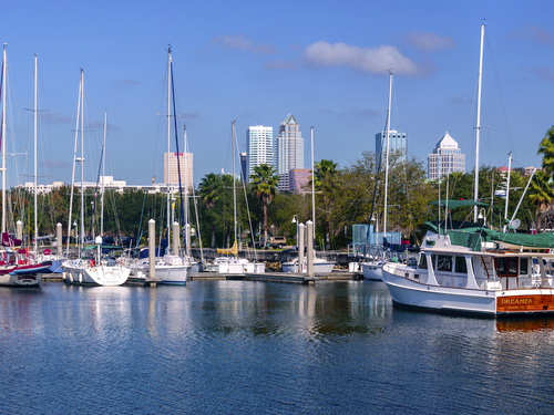 Tampa dolphins race Cruise Excursion Reservations