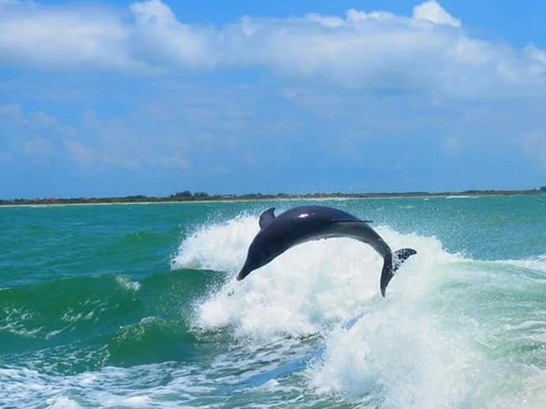 Tampa  US dolphin watching Excursion Tickets