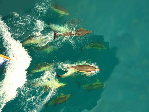 Tampa wild dolphins Tour Prices