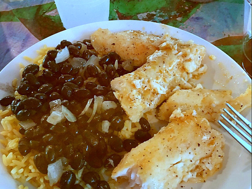 Tampa  US wild dolphins Excursion Booking