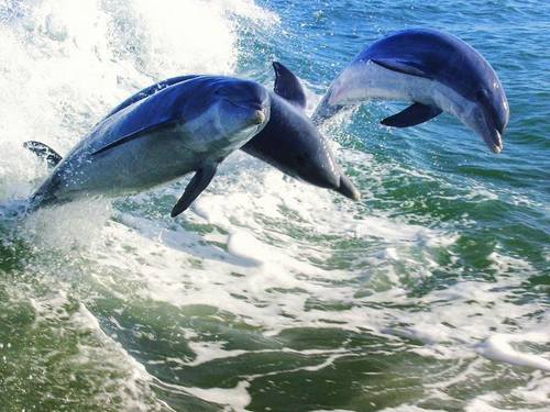 Tampa  US dolphin watching Shore Excursion Reviews