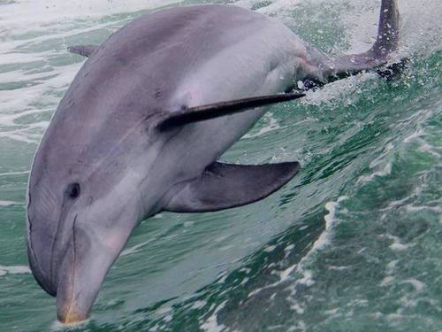 Tampa  US wild dolphins Tour Reservations