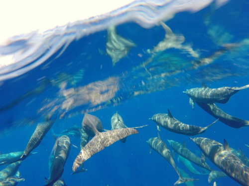 Mazatlan Mexico snorkel with dolphin Shore Excursion Reservations