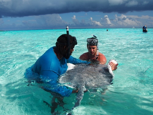 Grand Cayman swimming with stingrays Tour Booking