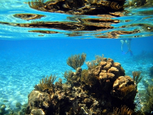 Cayman Islands snorkeling Excursion Reviews