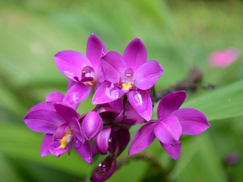 Barbados  West Indies (Bridgetown) St. Nicholas Abbey Tour