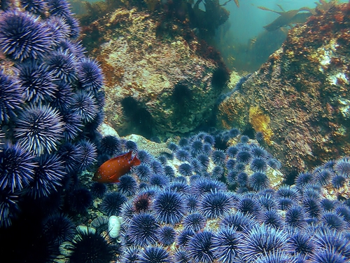 Ensenada  Mexico beautiful reefs Reviews