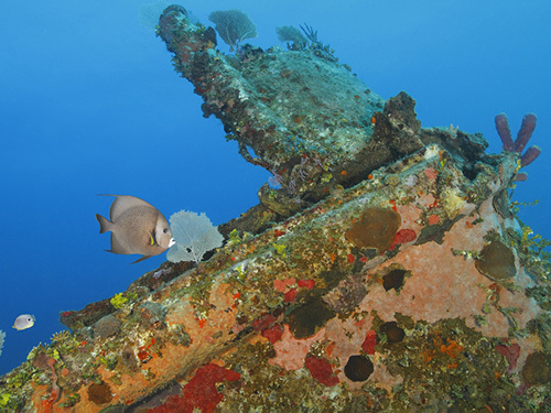 Roatan  Honduras shipwreck Trip Reservations