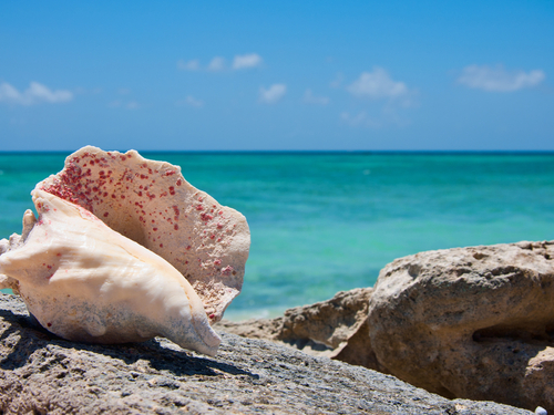 Turks and Caicos reef snorkel Tour Prices