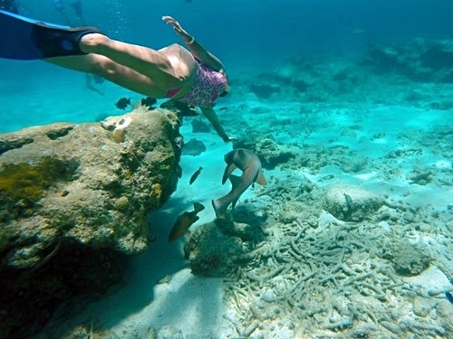 Grand Turk nurse sharks Trip Reviews