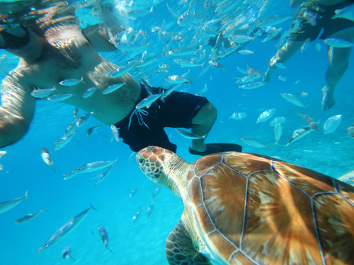 Barbados swim with sea turtles Reservations