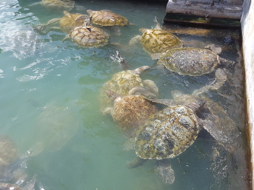 Grand Cayman turtle tank Trip Prices