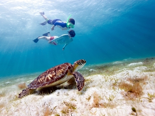 Belize  Belize City sea turtles Tour Reviews