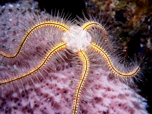 Nassau  Bahamas shark watching Reviews