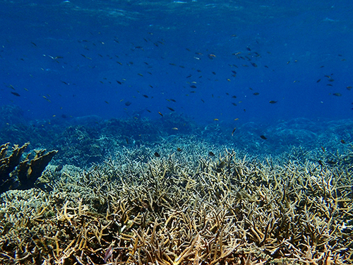 Roatan Southern Reef Snorkel Excursion Reviews