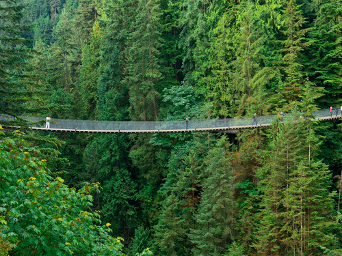 Vancouver Capilano Suspension Bridge Park Shore Excursion Reservations