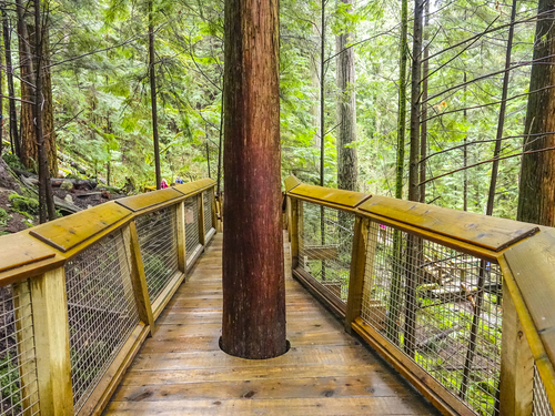 Vancouver Lions Gate Bridge Excursion Reviews