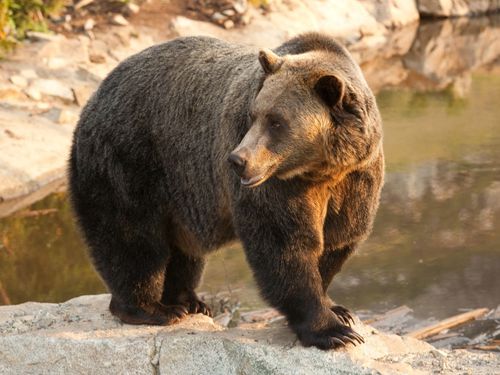 Vancouver Capilano Suspension Bridge Park Shore Excursion Tickets