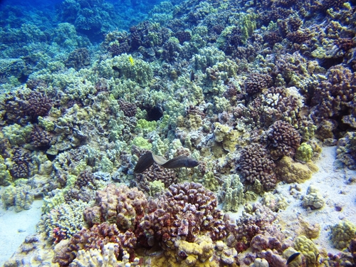 Lahaina reef viewer Tour Reviews