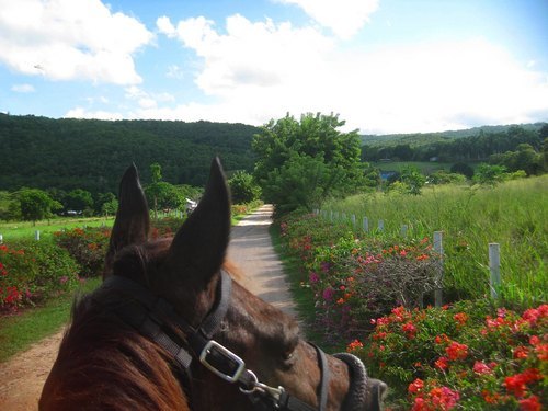 Ocho Rios horseback riding Excursion