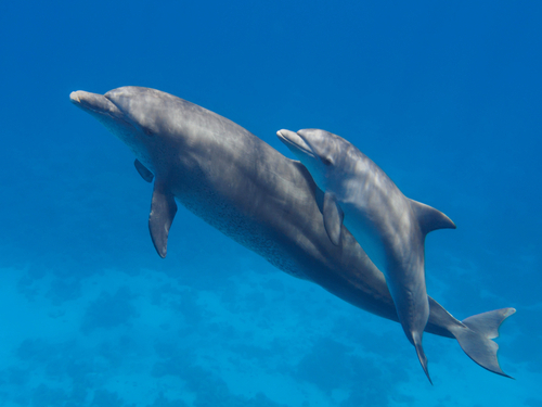 Mazatlan Mexico dolphin swim Shore Excursion Booking