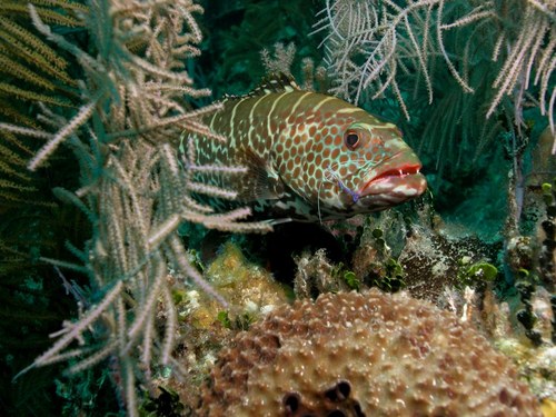 Nassau  Bahamas sunken shipwrecks Prices