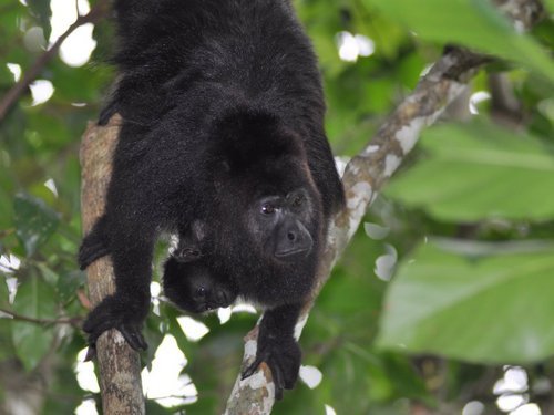 Belize jungle sightseeing Booking