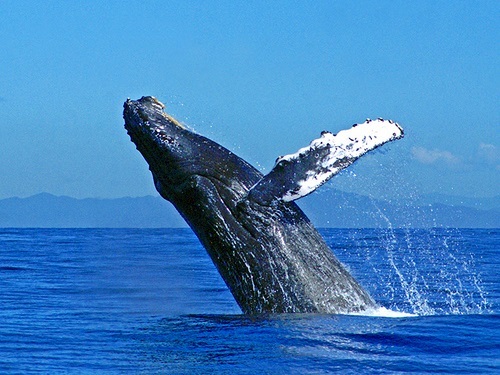 Mazatlan Mexico humpback whales Tour Prices