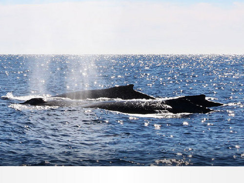 Cabo San Lucas sea lions Reservations