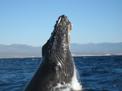 Cabo San Lucas sea lions Trip